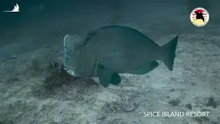 Nabucco Spice Island Resort avec Extra Divers &ndash; Halmahera, Indon&eacute;sie