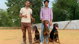 INDIA&rsquo;s EURPEON Doberman kennel. Jharkhand&rsquo;s First Doberman kennel.  देख़ कर मज़ा आजाए !! ❤️🙏🏻🧿