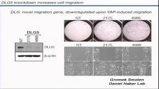 BroadE: Functional Genomic Screens in the RNAi Platform