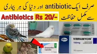 Antibiotic course karane ka sahi tarika | Antibiotics for budgies,lovebirds and cocktail etc