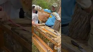 Harvesting a top bar beehive #ytshorts #bee #honey #trending #ytshort #shorts
