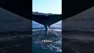 Синий кит: животное, больше динозавров.