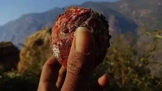 ये क्या मिला आज झाड़ियों में 😅