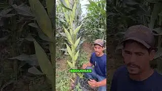NUEVE MAZORCA en una planta de MAIZ #shorts #shortsviral #maiz #agricultura