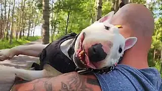 Crazy Bull Terrier Won't Sleep Until His Shenanigans Are Accomplished #animalstory