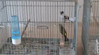 Mozambik kanaryası.Melezleme çalışması.Serinus mozambicus.fena ötüş #kanareyka #canary #kenarigacor 