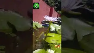 #pink capensis seedling tropical waterlily blooms🌿🤩😍🙏🌵😘#shorts #💚Roots story