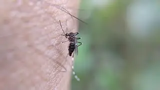 Rreziku nga 