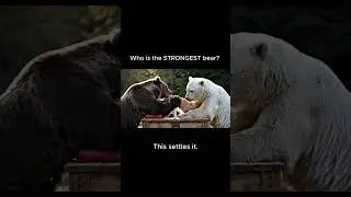 EPIC Bear Showdown: Grizzly vs. Polar Bear in The Ultimate Arm Wrestling Battle!