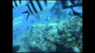 Shark dive Beqa Lagoon, Fiji.mpg