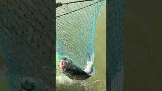#reel #fishing #safanafishing #fishingmethod #fish #bailebass #fishingtechnique #reelfishing