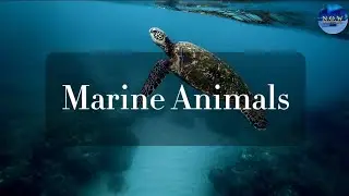 marine animals, Nature of world 8k