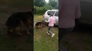 Моя любимая собака. My favorite dog