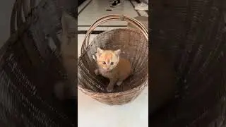cat🐱 #cat #cute #pets #kucingcomel #threecats