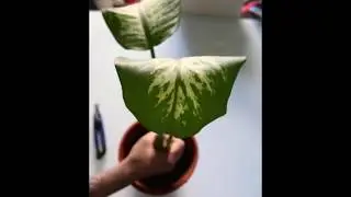 Best tutorial for a rotten Dieffebachia plant rescue
