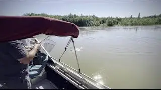 Silver Salmon -Unalakleet River 3 Aug 2021 #alaska #salmon #unalakleet