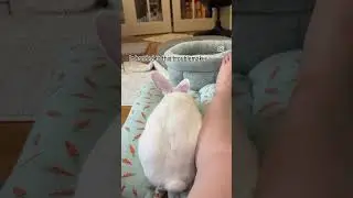 Clover is my low maintenance gal. She loves a good nap and doesn&rsquo;t cause problems