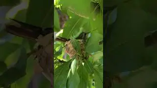 Hummingbird has laid 2 eggs in my Tree 🪺