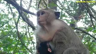 What's going on baby Daniela?, Monkey Dana and baby Daniela | Angkor Nature