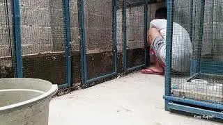 Cleaning Activities of the Breeding Cage (@kungkuprit. )