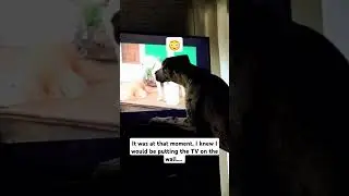 Great dane puppy hazards #dogshorts #pets #funny #greatdane
