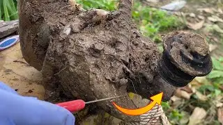 Cow Hoof Care Incredible Hoof Cleaning! Fixing a Cow&rsquo;s Foot Step by Step