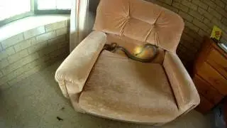 eastern brown in buccan.MP4