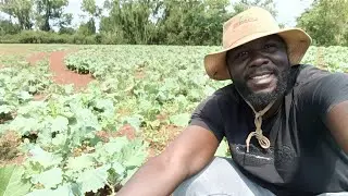 My 1 Acre Farm Tour: Sweet Potatoes, Napier & Sukuma Wiki for Goats and Chickens