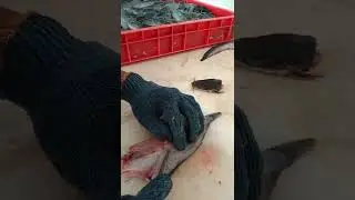 Filet Lele untuk dibuat  Butterfly
