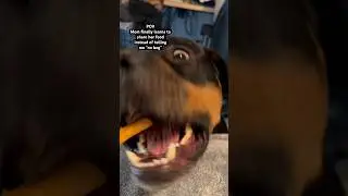 Sharing is caring right? 😂#dogshorts #rottweiler #rotties #dogs #funny #comedy #cutedogs #funny