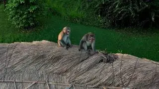 Petanu River Monkeys Bali