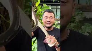 ULAR BESAR YANG KULITNYA UNIK !!