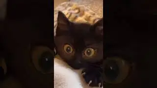 Adorable Kittens: Pawsitively Cute Moments! #cat #kitten #KittenAdventures