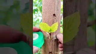Metode de altoire care dau cele mai bune rezultate Top 3!!