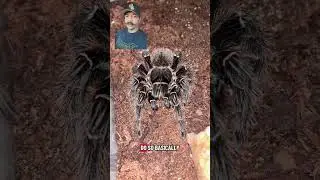 What is my oldest tarantula and how long do tarantulas live?