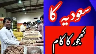 Saudi Arabia mein khajur ka Kam kaiser hota hai#saudiarabia