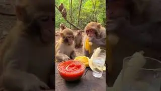 Monkey vibes all day! 🇺🇸🇬🇧  #MonkeyVibes #FunnyMonkey #CuteMonkey #MonkeyVideo #FunnyAnimals #Comedy