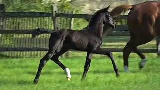 Fujita QC (Franklin x Londonderry x Wolkentanz I Colt), July 2024