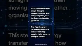 Ecosystem Food Chain and Energy Transfer in Photosynthesis