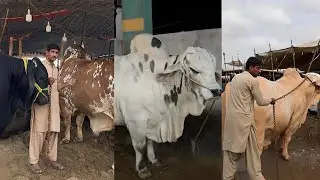 Biggest Brahman Bull In The History || Qurbani Eid Massive Brahman Bull || @QurbaniBullsExpo 