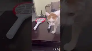 Toffee: Dad, give both#many mosquitoes# I kill#cleanliness##waterlog#prevention# bette#cure#youtube