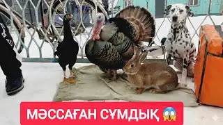 ҚЫЗЫЛОРДА ТАУЫҚ БАЗАРЫ, ИТ, ҚОЯН, ҚАЗ, ҮЙРЕК, БАҒАЛАРЫ.