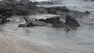 Punta Espinoza, Fernandina.