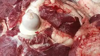 The Journey of Beef Full Fresh Cow Cutting & Meat Prep Video. #meat  #cuttingskills #video