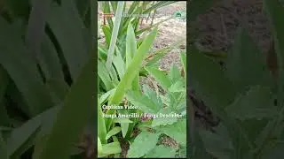 ciri daun pada tanaman amarilis yang akan keluar bunga #amarilis #bungadesember #bungahias #bakung