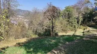 Birds song part 2 #birds #birdswatching #nature #naturelovers  #trending 