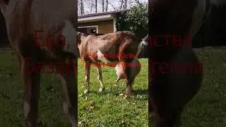 англо нубийская коза Ева #животные #козы #нубийскиекозы #сельскоехозяйство #англонубийскиекозы