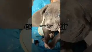 quick question 🧡 #cute #pets #dogsofyoutube #puppy #shorts