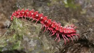 Meet the Pink Dragon Millipede  Thailand&rsquo;s Wild New Discovery!
