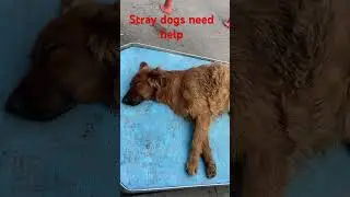 June 21,#straydogs .#Short